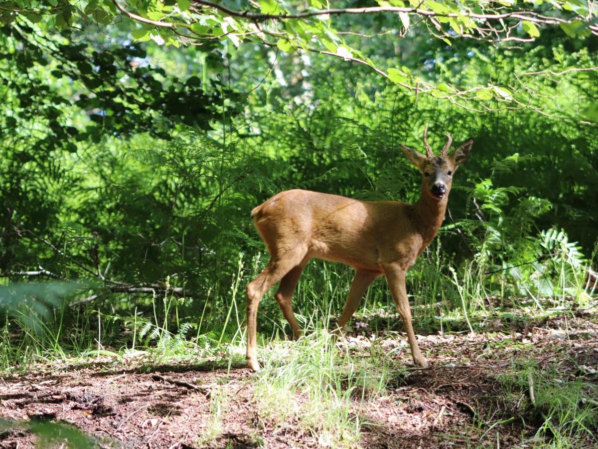 Pheasant Lodge Wimborne Minster Buitenkant foto